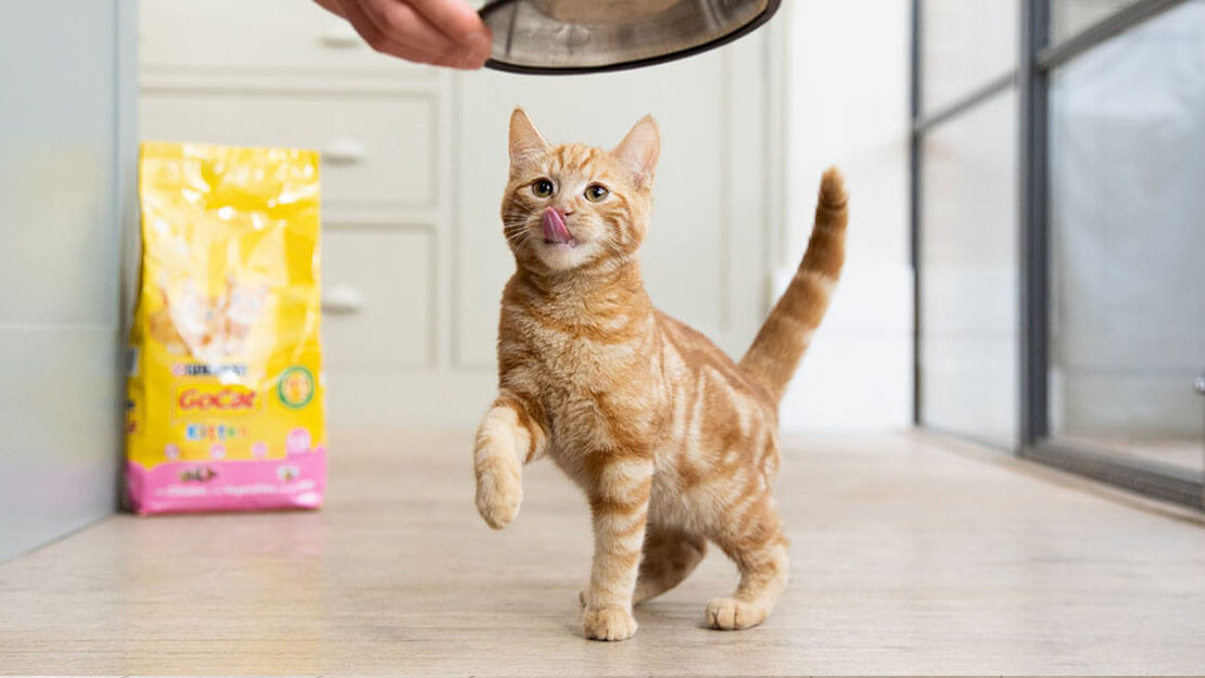 Cat food hot sale cost